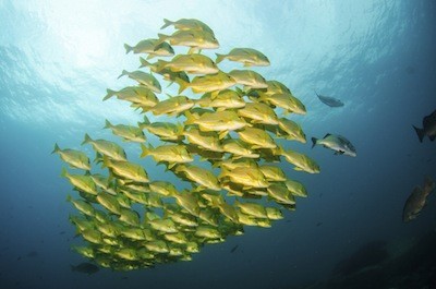 5 amazing facts that'll change the way you think about fish