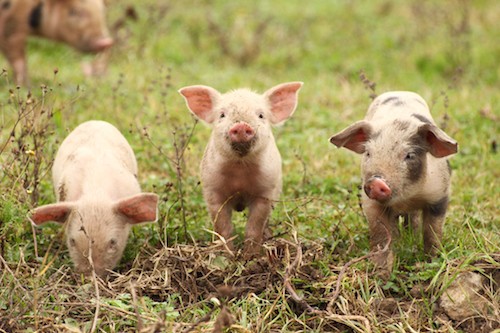 6-things-you-can-do-right-now-to-help-animals-on-factory-farms-chooseveg