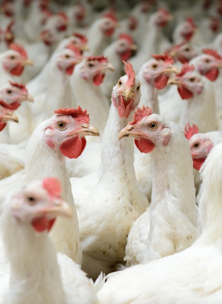 9 Fascinating Facts That Will Change How You See Chickens - ChooseVeg