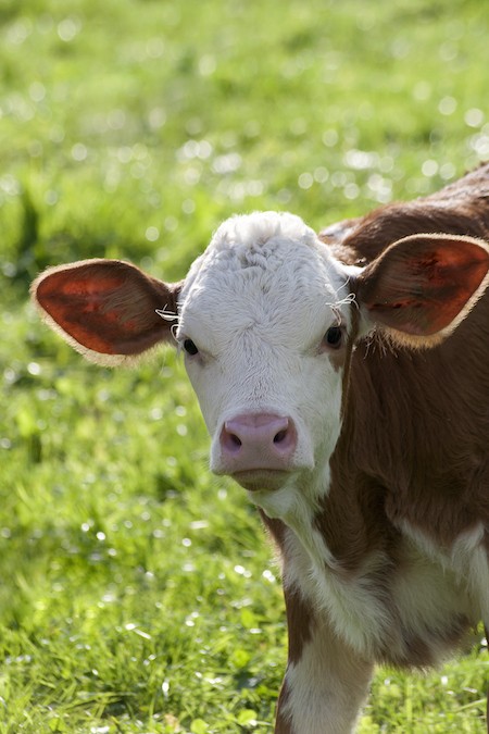 Literally Just 11 Adorable Pictures of Baby Cows - ChooseVeg