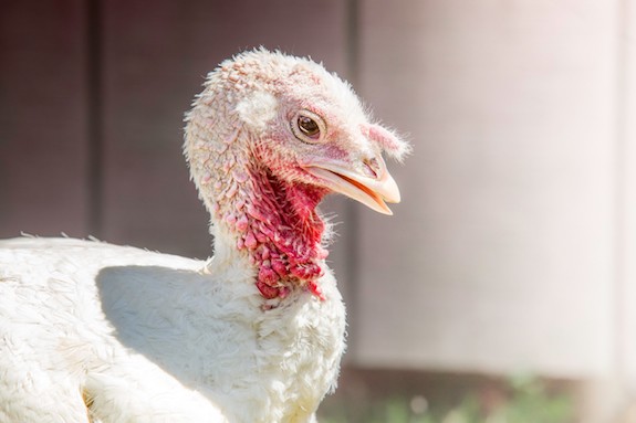 These Astounding Photos Of Farmed Animals Will Inspire You To Protect