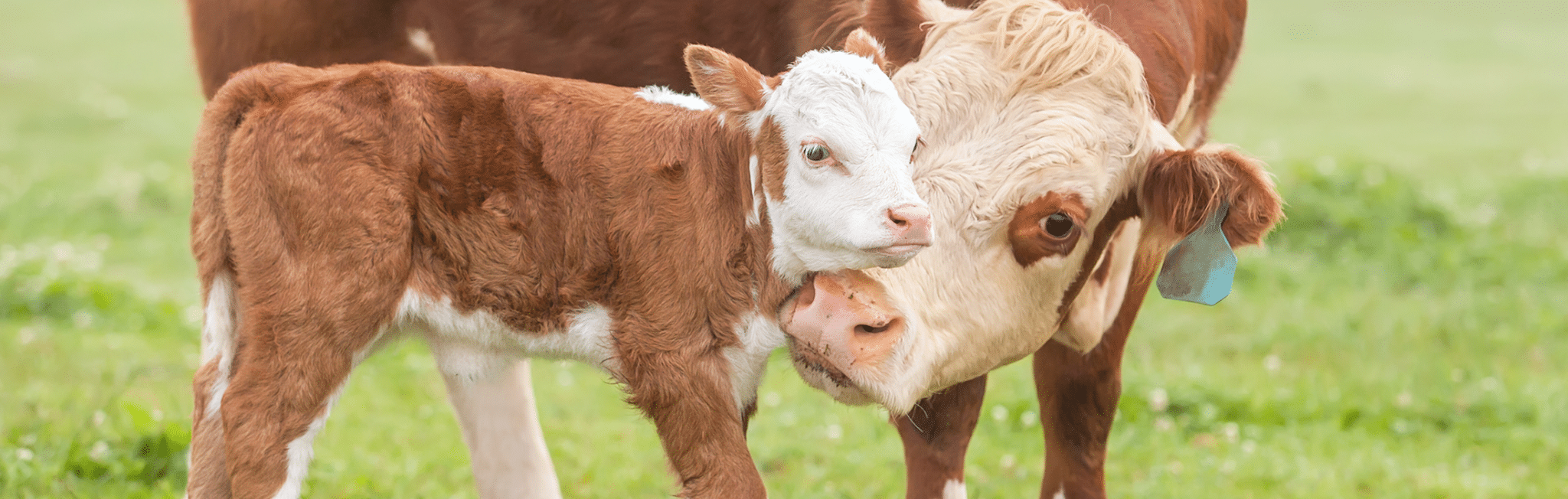 In Honor of Mother's Day: 5 Animal Moms With Their Babies - ChooseVeg