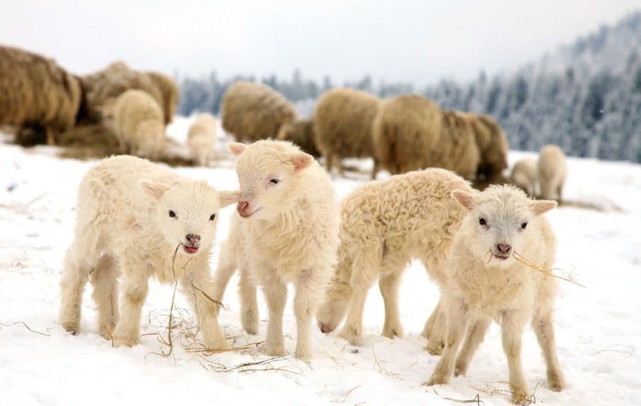 8 preciosas fotos de animales en la nieve - EligeVeg