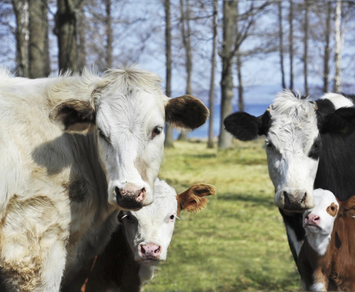 Las vacas no sólo son inteligentes y sociables. ¡También aman la música